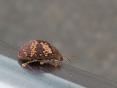 Paropsis aspera