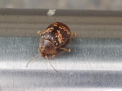 Paropsis aspera