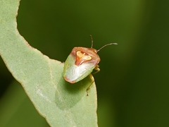 Eupolemus angularis