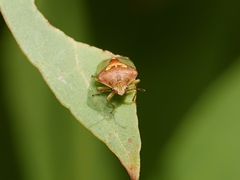 Eupolemus angularis