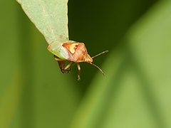 Eupolemus angularis