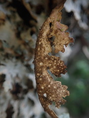 Sticta subcaperata