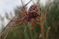 Backobourkia brouni