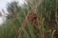 Backobourkia brouni