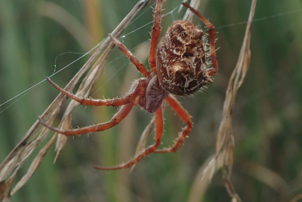 Broun's marbled orb-weaver
