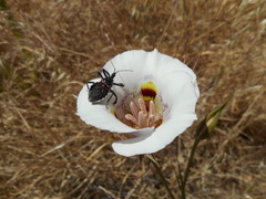Apiomerus californicus