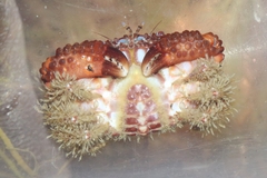 Paraxanthias taylori