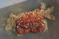 Paraxanthias taylori