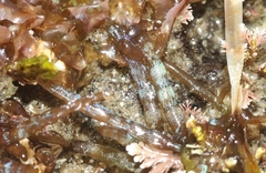 Gastroclonium compressum