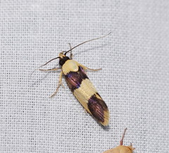 Telecrates laetiorella