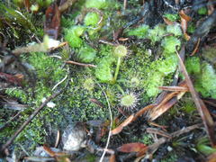 Drosera auriculata