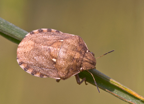 European Tortoise Bug, photo 5 of 8