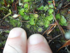 Drosera auriculata