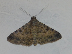 Polydesma