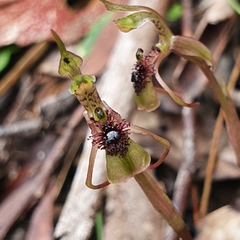 Chiloglottis seminuda