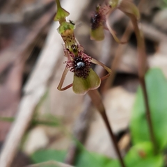 Chiloglottis seminuda