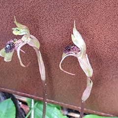 Chiloglottis seminuda