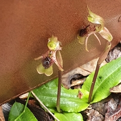 Chiloglottis seminuda