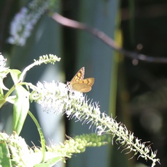 Lycaena enysii