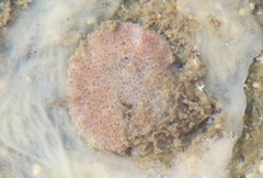 Micropora