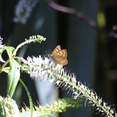 Lycaena enysii