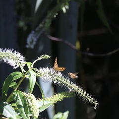 Lycaena enysii