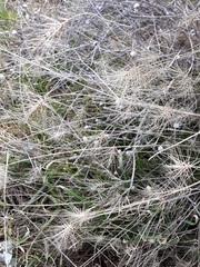 Taeniatherum