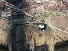 Cinclus cinclus cinclus