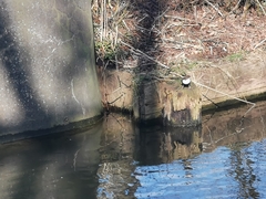 Cinclus cinclus cinclus