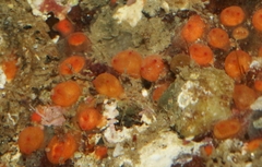 Metandrocarpa taylori