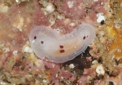Dendrodoris nigromaculata