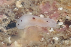 Dendrodoris nigromaculata