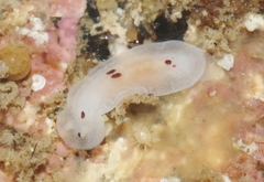 Dendrodoris nigromaculata