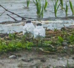 Gelochelidon nilotica