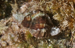 Ceratostoma