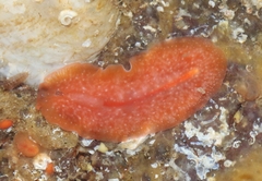 Eurylepta aurantiaca