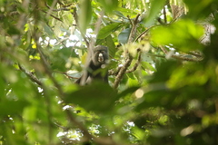 Cercopithecus nictitans nictitans