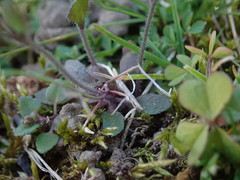 Arabidopsis thaliana