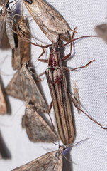 Uracanthus strigosus