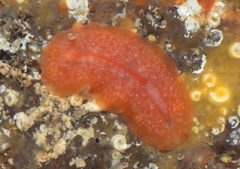 Eurylepta aurantiaca