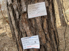 Bursaphelenchus xylophilus