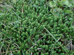 Sedum acre