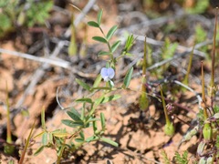 Vicia hassei