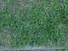 Achillea millefolium