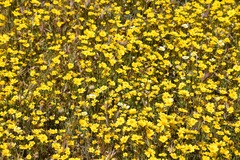 Leptosyne calliopsidea