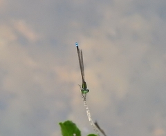 Pseudagrion indicum