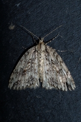 Pseudocoremia rudisata