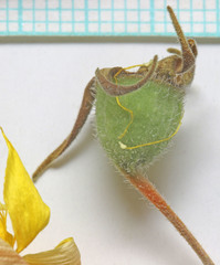 Mentzelia pterosperma