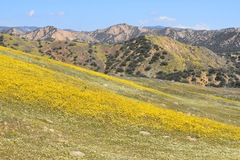 Leptosyne calliopsidea