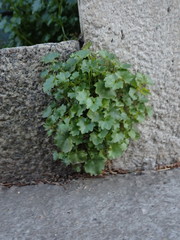 Campanula portenschlagiana